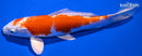 7.25" HARIWAKE