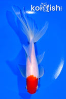 7.25" HOODED WATONAI GOLDFISH