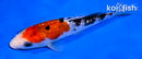 5.5" GINRIN SANKE