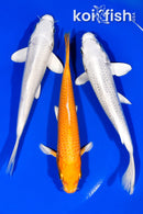 PACK OF (3) 6.25-6.5" STANDARD KOI