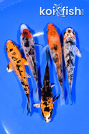 PACK OF (5) 3.75-4.25" STANDARD KOI