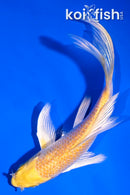 4.5" GINRIN YAMABUKI OGON BUTTERFLY