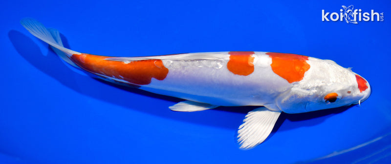 8.5" KIKUSUI