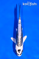 4.5" KIKOKURYU