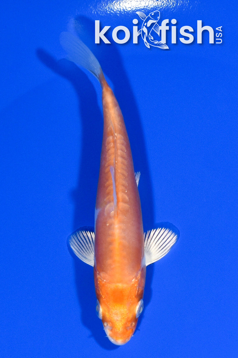 4" KIKUSUI