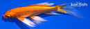 4.75" ORENJI OGON BUTTERFLY