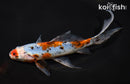 7.5" SHUBUNKIN GOLDFISH