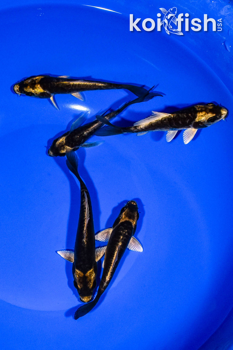 PACK OF (5) 3-4" KABUTO KOI