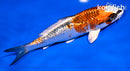 5.5" GINRIN KUJAKU