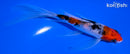 6.25" SANKE BUTTERFLY