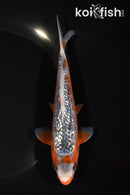 6.5" GINRIN HI ASAGI