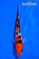 4.5" SANKE