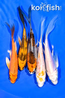 PACK OF (5) 4.75-5.25" BUTTERFLY KOI