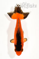 4.25" WAKIN GOLDFISH