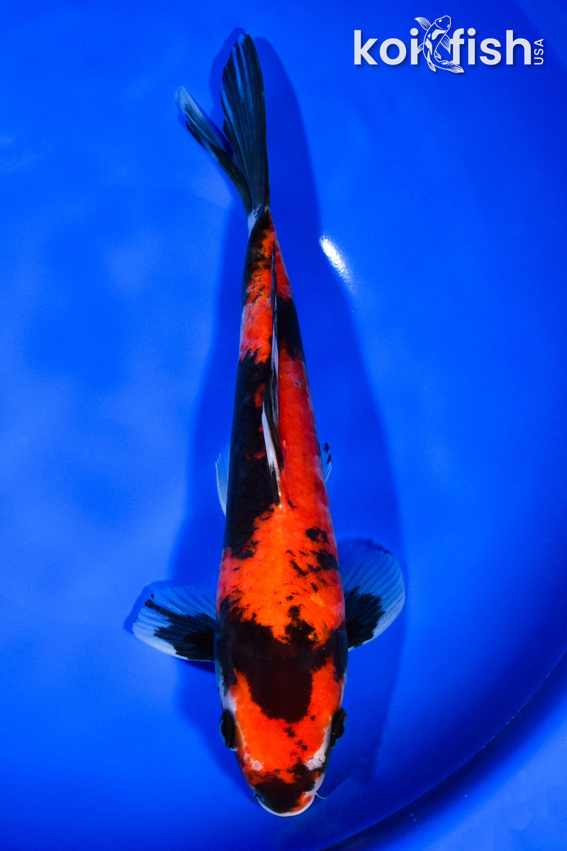 10" HI SHOWA