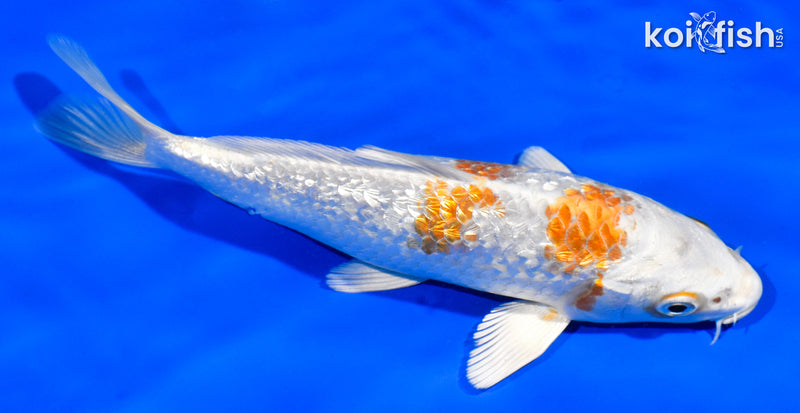 6.5" GINRIN HARIWAKE