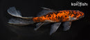 7.5" SHUBUNKIN GOLDFISH