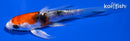 4.5" HEISEI NISHIKI BUTTERFLY