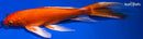 9.5" ORENJI OGON BUTTERFLY