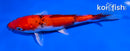 5.5" GOSHIKI