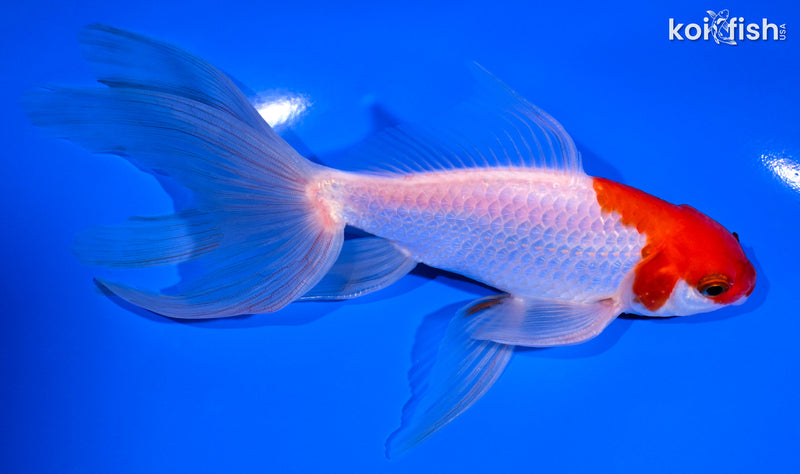 6.25" SARASA WAKIN GOLDFISH