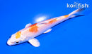 5" HARIWAKE