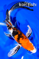 9.5" YAMATO NISHIKI BUTTERLFY