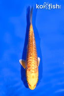 4.5" GINRIN DOITSU YAMABUKI OGON