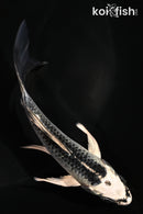 4.5" GIN MATSUBA BUTTERFLY