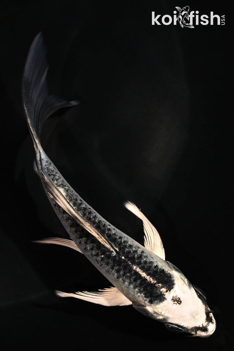 4.5" GIN MATSUBA BUTTERFLY