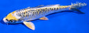 5.5" KIN KIKOKURYU