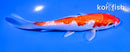 5.5" GINRIN KOHAKU