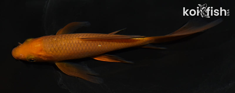 5.5" CHAGOI BUTTERFLY