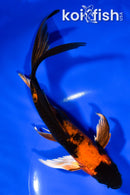 7.75" KIN HI UTSURI BUTTERFLY