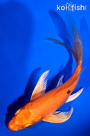 5.25" ORENJI OGON BUTTERFLY