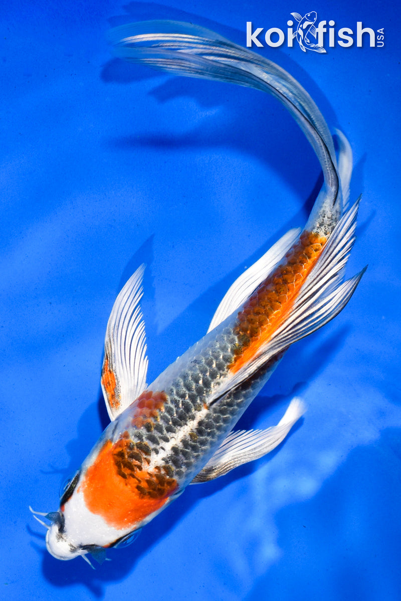 6" KUJAKU BUTTERFLY