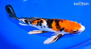 9.5" YAMATO NISHIKI BUTTERLFY
