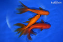 PACK OF (3) 5-5.5" WAKIN GOLDFISH