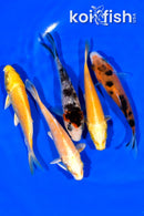PACK OF (5) 4-4.25" STANDARD KOI