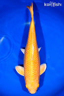 15.75" YAMABUKI OGON