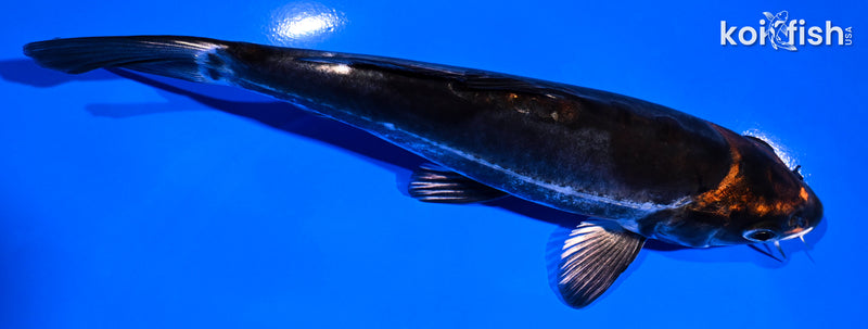 7" LEATHER BENI KIKOKURYU