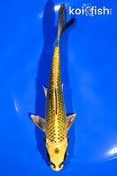 6.75" KI MATSUBA