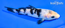 5.25" SHIRO BEKKO
