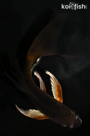 5.75" METALLIC CHAGOI BUTTERFLY