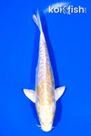 6.75" ARAGOKE HARIWAKE