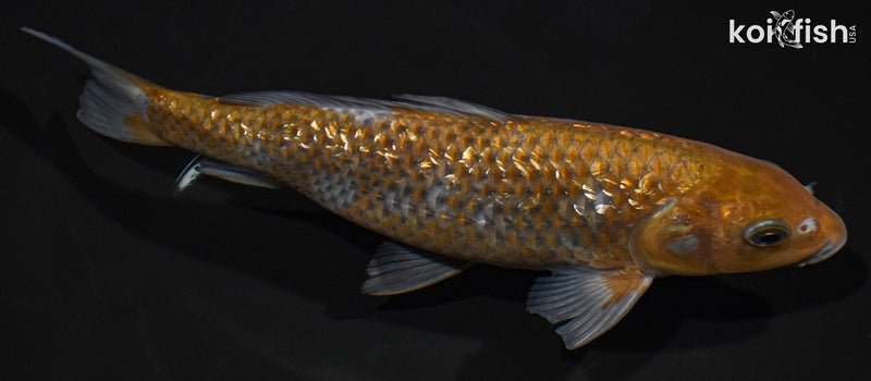 8.5" GINRIN OCHIBA SHIGURE