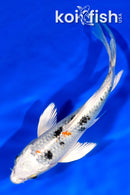 6.75" GINRIN YAMATO NISHIKI BUTTERFLY
