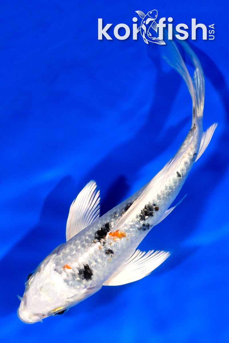 6.75" GINRIN YAMATO NISHIKI BUTTERFLY