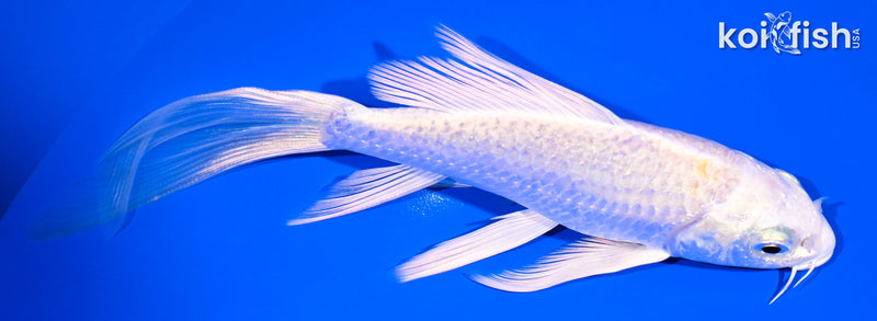 6" PLATINUM OGON BUTTERFLY