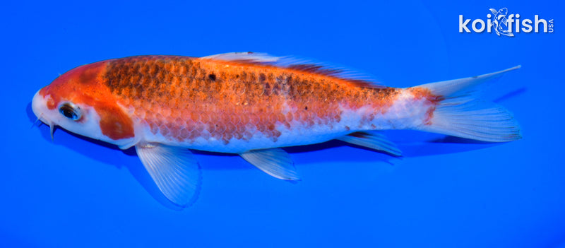 7.25" GOROMO